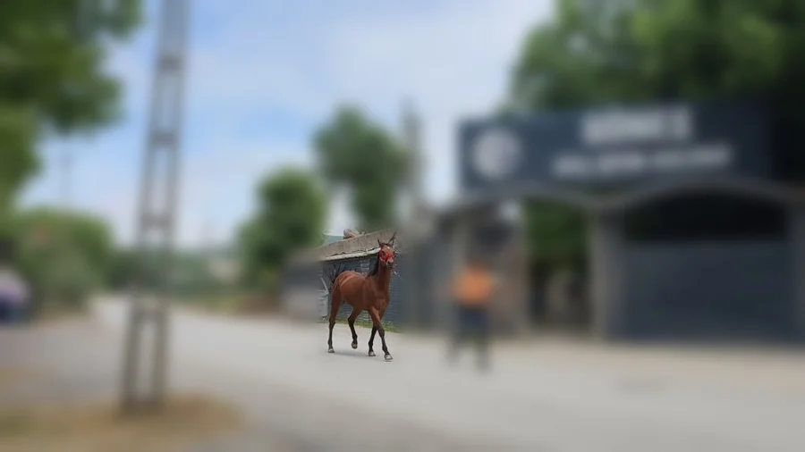 Example of a clip filmed from too far away, making the horse too small in frame