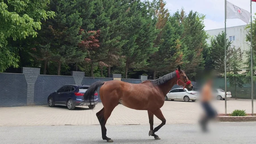 Example of a well-filmed clip: full horse body visible, side-on, at trotting distance
